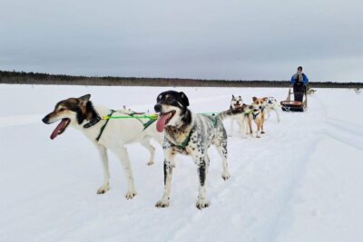 Tornio: Husky Sled Ride with Hot Drink