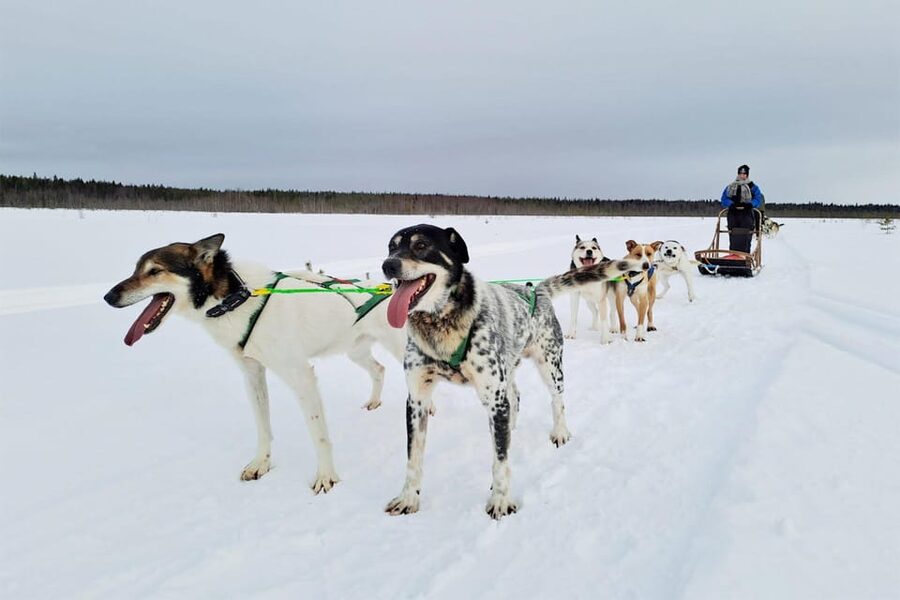 Kemi-Tornio: Husky Sled Ride with Hot Drink - Getting ready at Sea Lapland Safaris