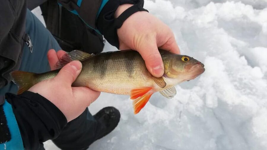 Kemi-Tornio: Ice Fishing Safari with Snowmobiles - Setting out from Kemi SnowCastle Resort