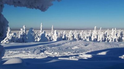 Tornio: Snowmobile Forest Safari w/ Hot Drink & Snacks