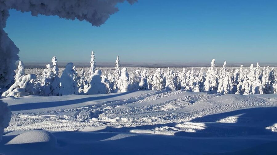 Kemi-Tornio: Snowmobile Forest Safari w/ Hot Drink & Snacks - Into the snow-covered forest