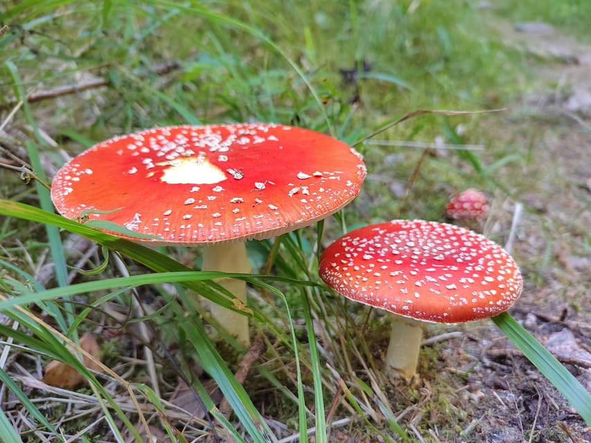 Kintulammi Nature Experience (Nature reserve near Tampere) - What the $106 price really covers