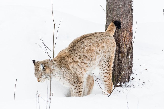 Korouoma Canyon & Ranua Zoo Tour - The value of a maximum eight-person group