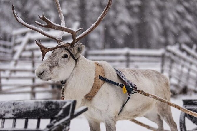 Kuoksa Reindeer Farm Visit with a Short Sleigh Ride - Meeting the reindeer at Kuoksa Farm