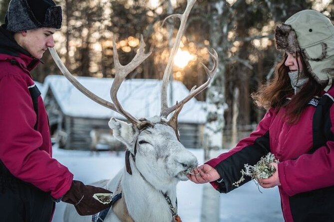 Kuoksa Reindeer Farm Visit with a Short Sleigh Ride - Why the three-hour format works
