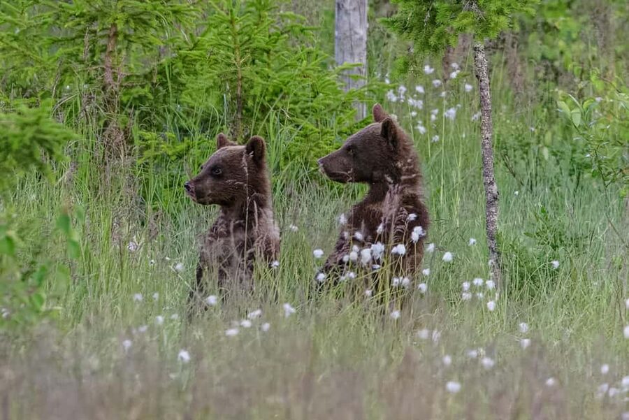 Kuusamo: Bear watching evening - Four hours with Kuusamo’s brown bears