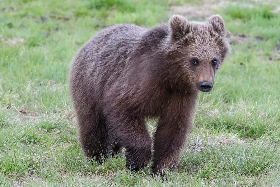 Kuusamo: Bear watching evening - Booking details worth knowing