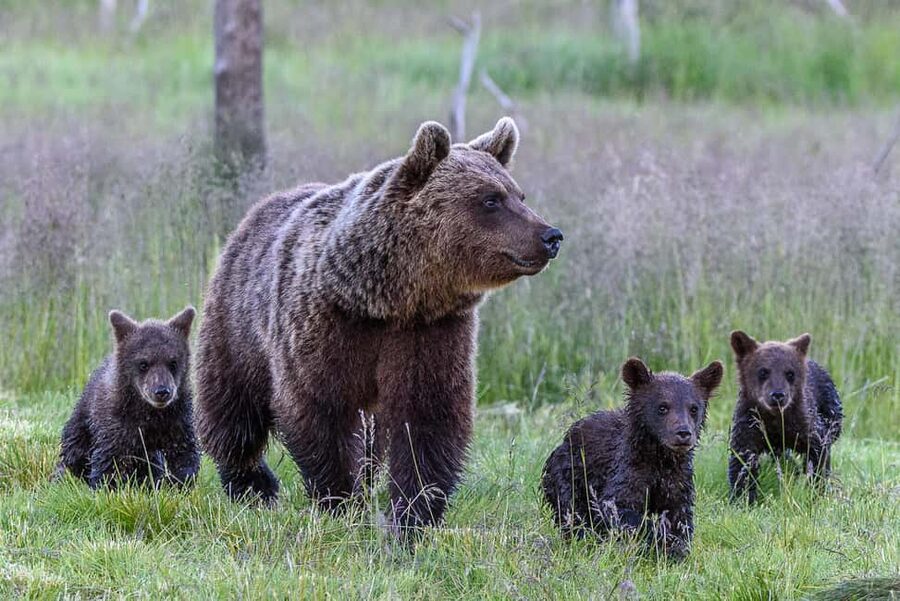 Kuusamo: Bear watching evening - The 350-meter walk into the forest