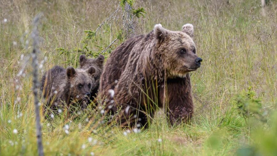 Kuusamo: Bear watching evening - What the four-hour viewing session feels like