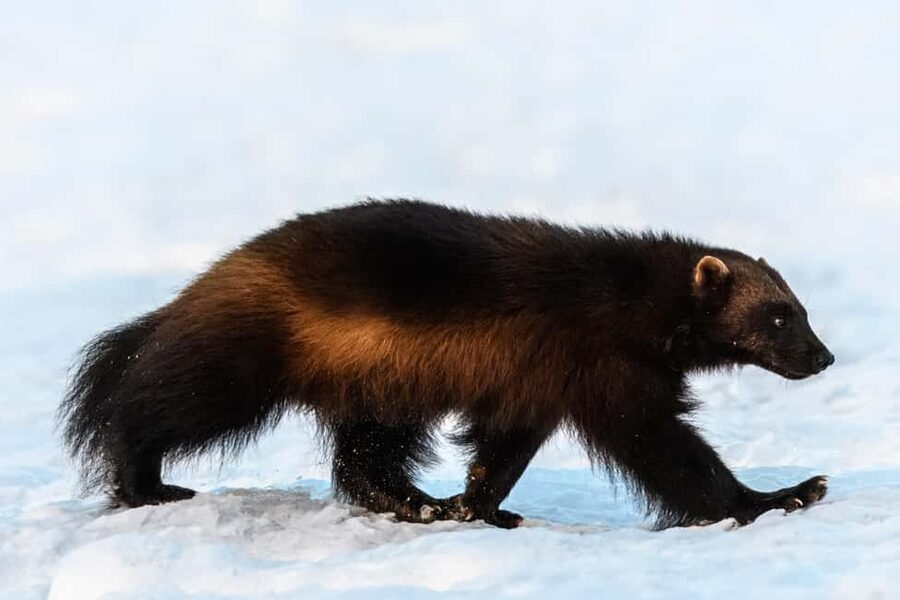 Kuusamo: Bear watching evening - Photography help that can save your evening