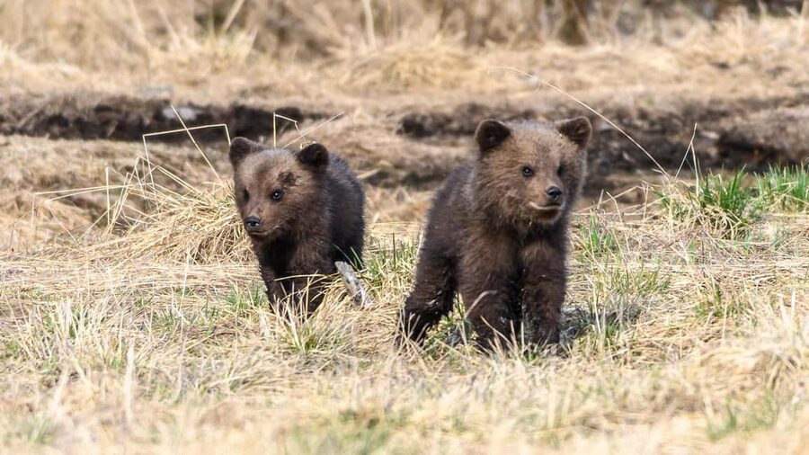 Kuusamo: Bear watching evening - Learning about the Taiga, not only watching bears