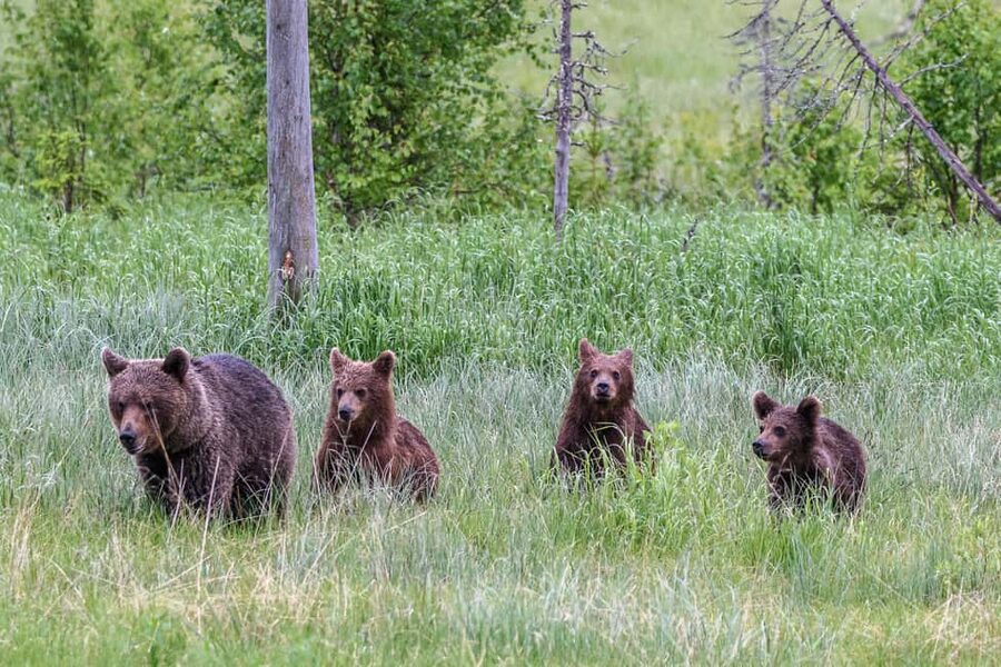 Kuusamo: Bear watching evening - Who will enjoy this most?