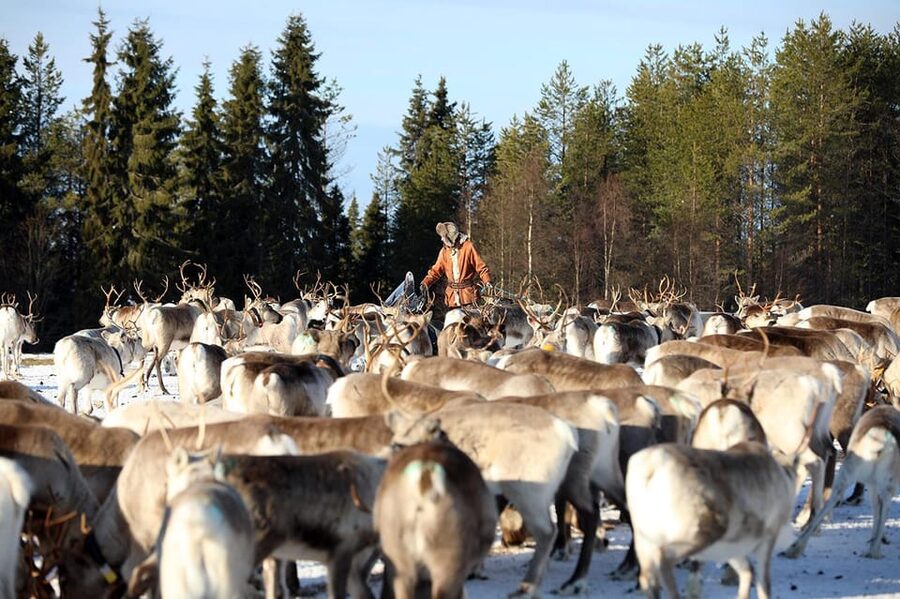 Kuusamo: Morning Feeding of Hundreds of Reindeer - Five good reasons to consider this feeding