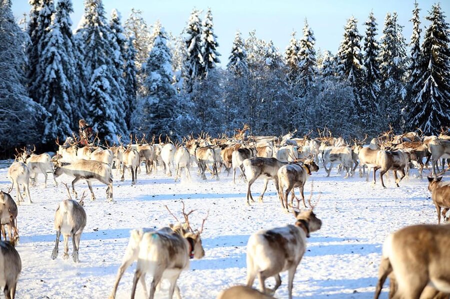 Kuusamo: Morning Feeding of Hundreds of Reindeer - A real farm breakfast in Kuusamo