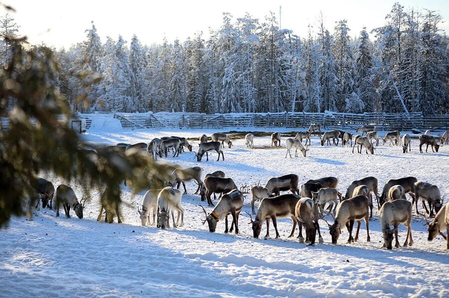 Kuusamo: Morning Feeding of Hundreds of Reindeer - Inside the old corral with hundreds of reindeer