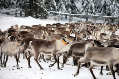 Morning Feeding of Hundreds of Reindeer