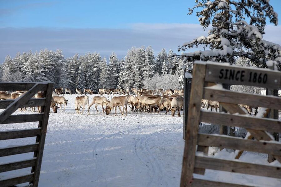 Kuusamo: Morning Feeding of Hundreds of Reindeer - Meeting the guides and learning farm life