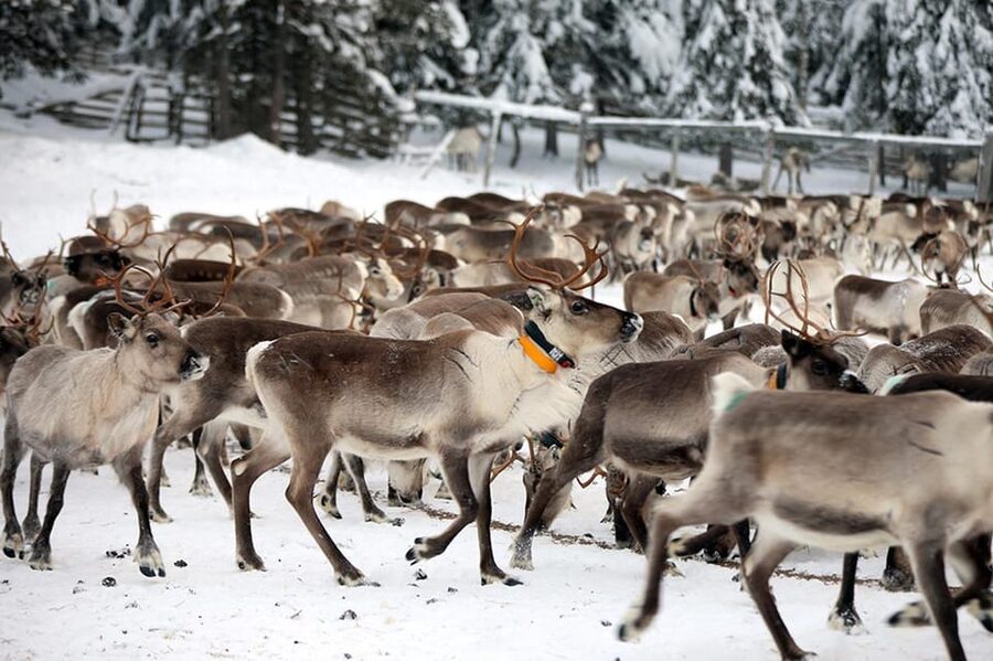 Kuusamo: Morning Feeding of Hundreds of Reindeer - Why the lichen feeding is the heart of the visit