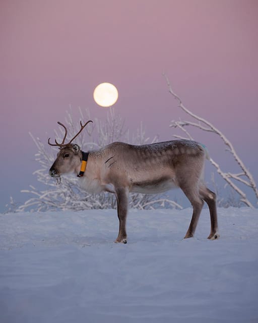 Kuusamo: Reindeer Farm Visit - Key points to know before you go