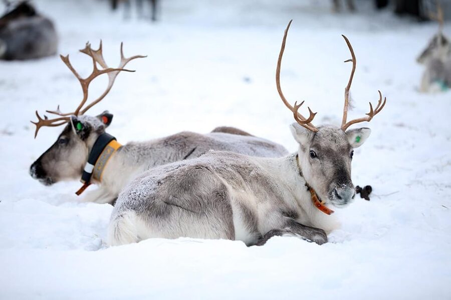 Kuusamo: Reindeer Farm Visit - Meeting reindeer at Kujala Reindeer Farm