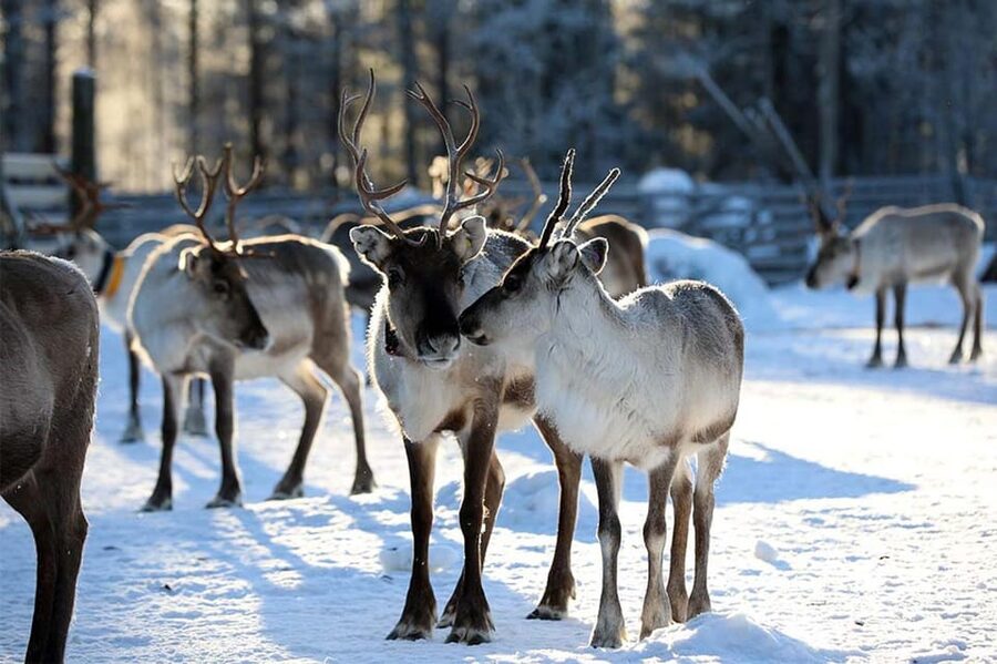 Kuusamo: Reindeer Farm Visit - Learning about reindeer herding in Kuusamo