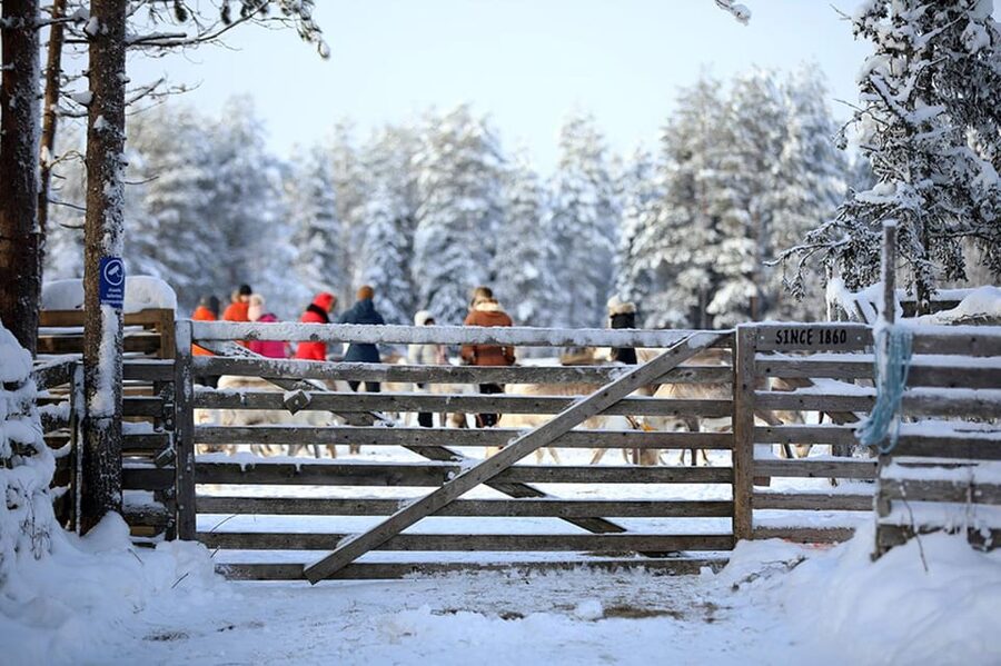 Kuusamo: Reindeer Farm Visit - Walking around a farm with hundreds of reindeer