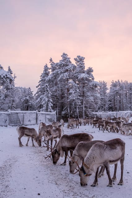 Kuusamo: Reindeer Farm Visit - The old corral and the sense of place