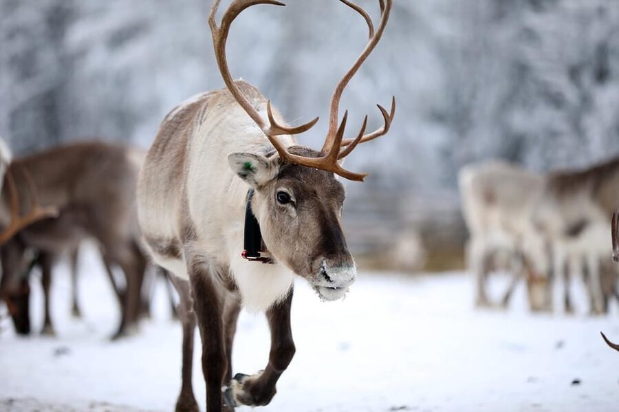 Kuusamo: Reindeer Sleigh Ride and Farm Visit - Key points to know before booking