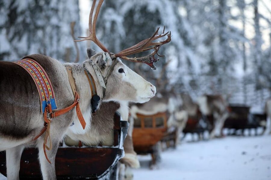 Kuusamo: Reindeer Sleigh Ride and Farm Visit - A quiet start beside the river
