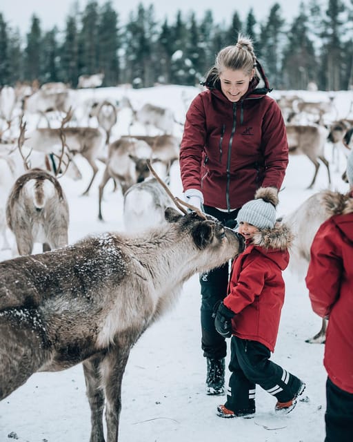 Kuusamo: Reindeer Sleigh Ride and Farm Visit - Learning how a reindeer farm works
