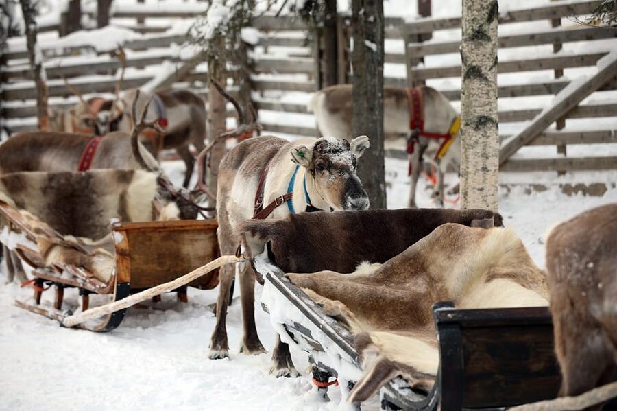 Kuusamo: Reindeer Sleigh Ride and Farm Visit - Who will enjoy this farm visit most?