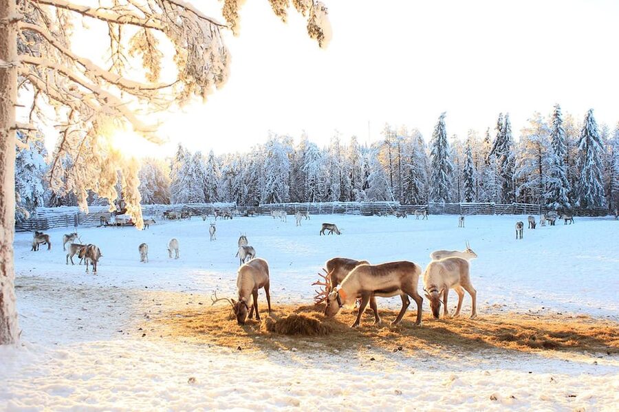 Kuusamo: Reindeer Sleigh Ride and Farm Visit - Practical advice for a smoother visit