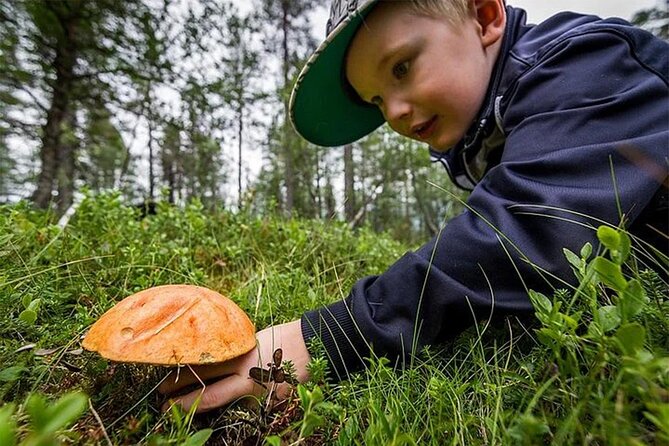 Lapland Berry Day Experience - Learning what is safe to pick
