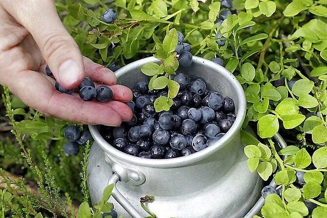 Lapland Berry Day Experience - What the $133.44 price means