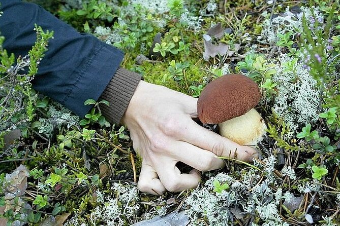 Lapland Berry Day Experience - Pickup, group size, and small practical details
