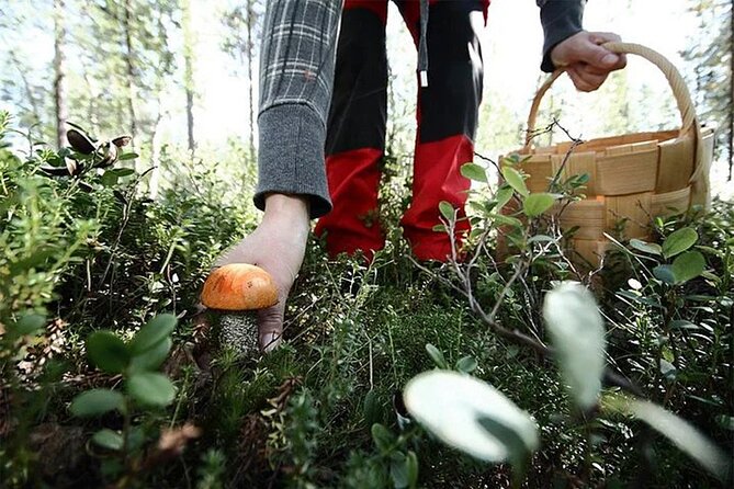 Lapland Berry Day Experience - The main strengths and the fair drawbacks