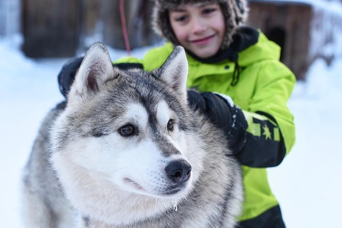 Lapland Husky Safari from Saariselkä - A one-hour route through Urho Kekkonen National Park