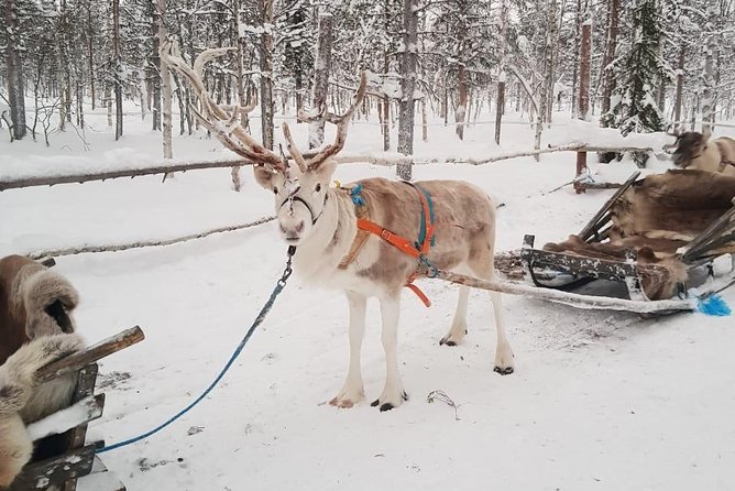 Lapland Reindeer and Husky Safari from Levi - What the guides add to the morning