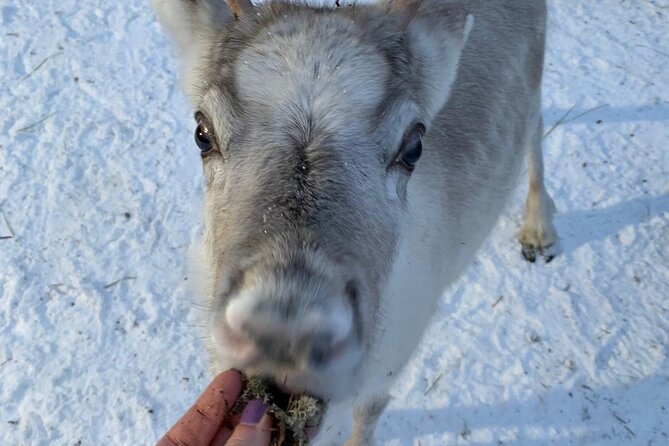 Lapland Reindeer and Husky Safari from Levi - Cold weather, clothing, and the early season warning