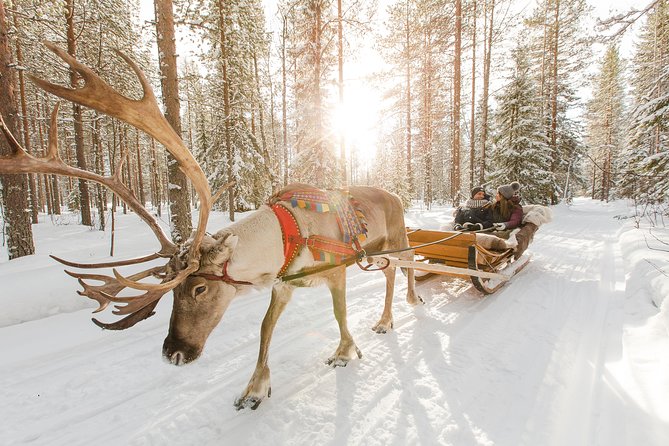 Lapland Reindeer Safari from Rovaniemi - Key points to know before you book