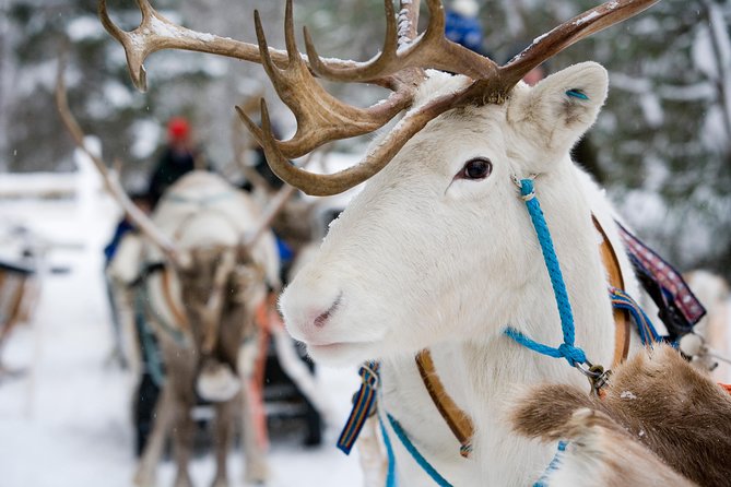 Lapland Reindeer Safari from Rovaniemi - A quiet meeting with Lapland’s most famous animals
