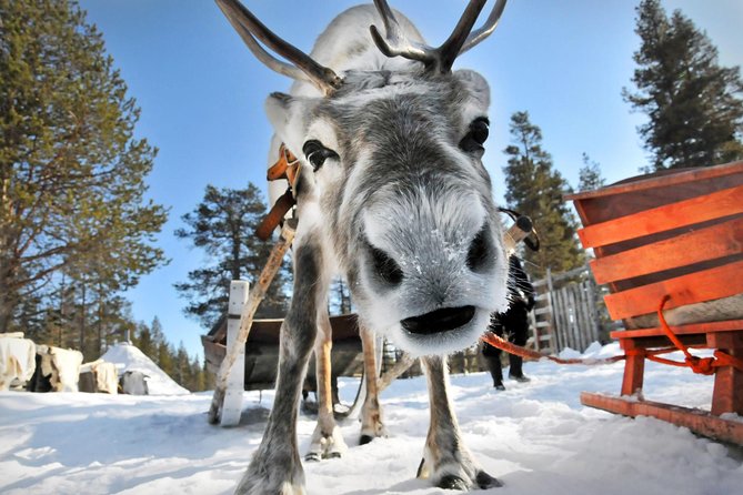 Lapland Reindeer Safari from Rovaniemi - Is $179.82 a fair price?