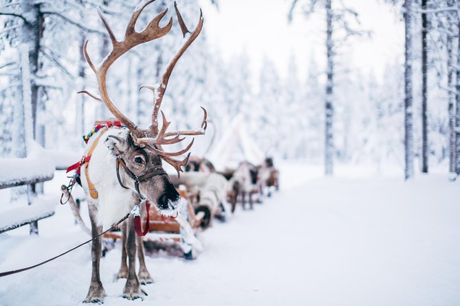 Lapland Reindeer Safari from Rovaniemi - Pickup, group size, and booking details