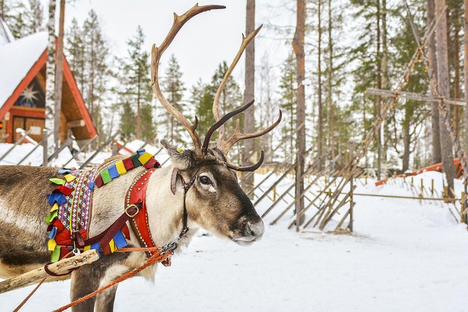 Lapland Reindeer Safari from Rovaniemi - What happens during the two-hour visit