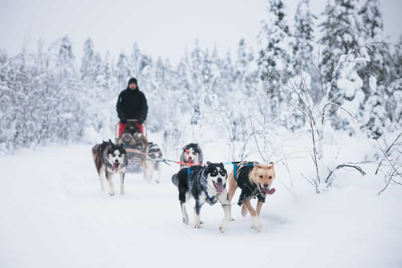 Levi: 15-Kilometres Self-Driving Husky Tour - Key points to know before booking
