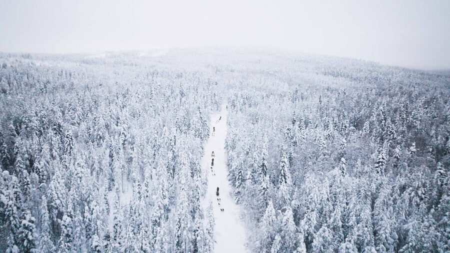 Levi: 15-Kilometres Self-Driving Husky Tour - Meeting the dogs before the sled leaves
