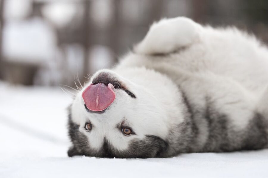 Levi: 7 km Self-Drive Husky Sledding Adventure - Key points at a glance