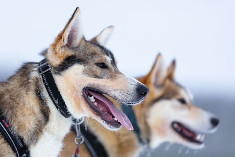 Levi: 7 km Self-Drive Husky Sledding Adventure - What this husky safari is really like