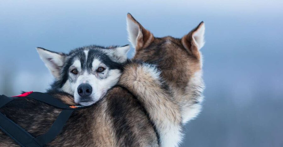 Levi: 7 km Self-Drive Husky Sledding Adventure - Meeting the dogs before you drive