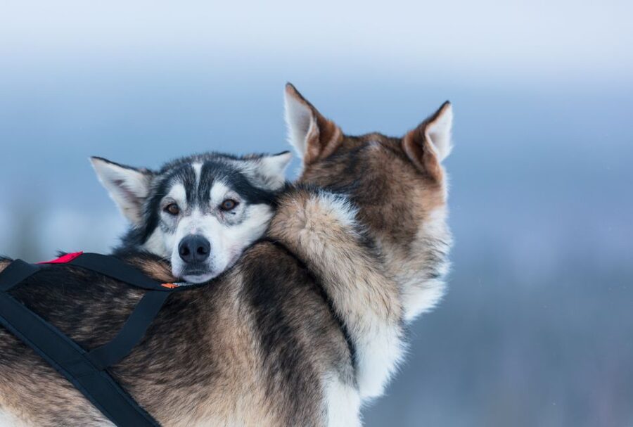 Levi: 7 km Self-Drive Husky Sledding Adventure - Hot drinks, cookies, and a quick warm-up